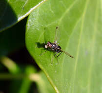 Image of Black scavenger fly