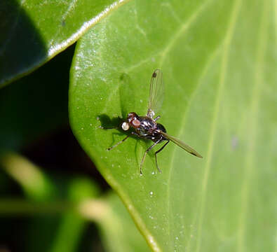 Image of Black scavenger fly