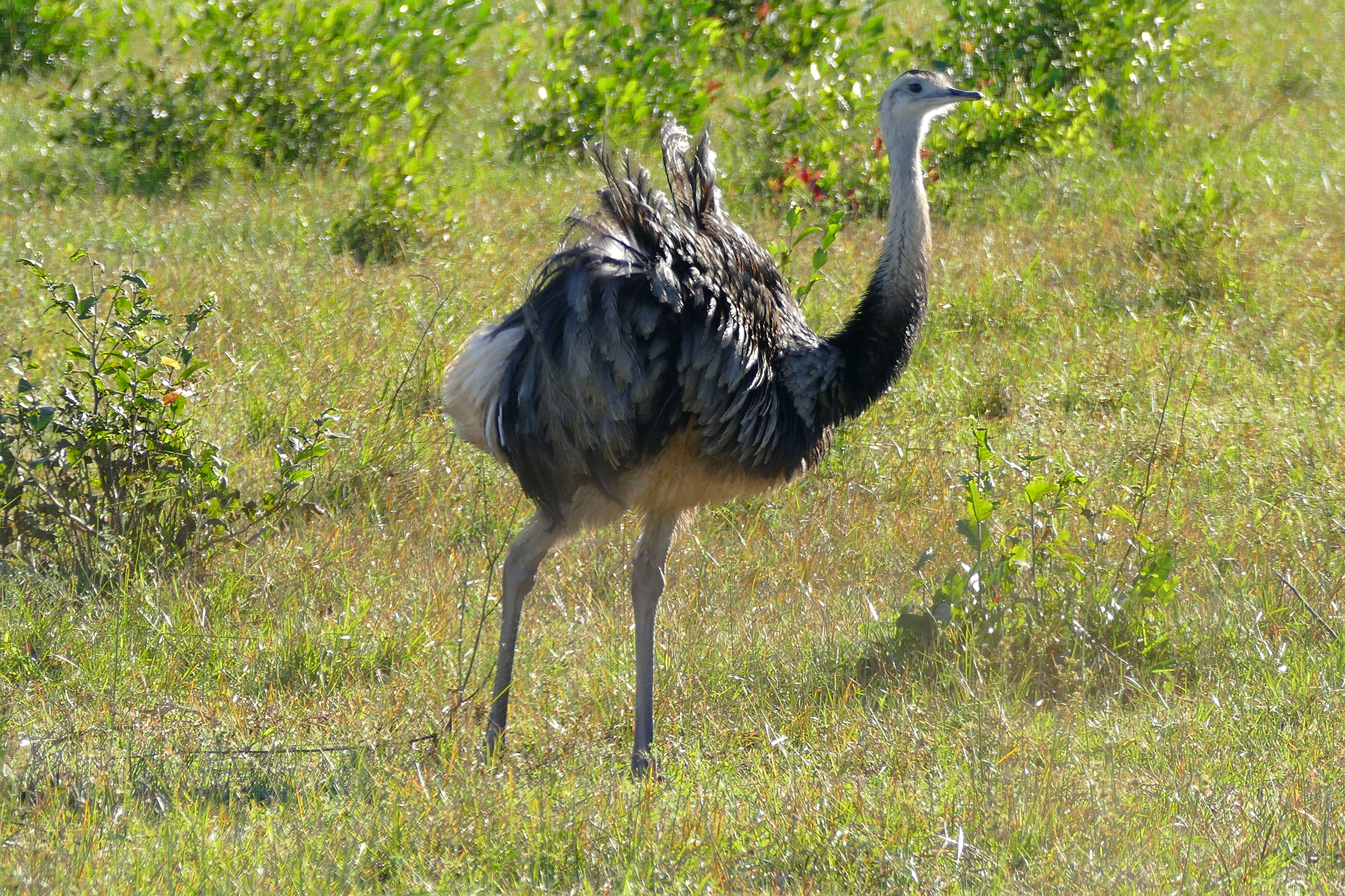 Image of Common Rhea