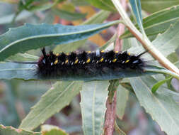 Image of Pudefacted Apatelodes Moth