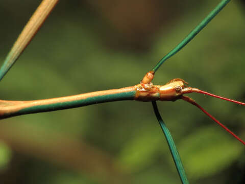 Image of Arizona Walkingstick