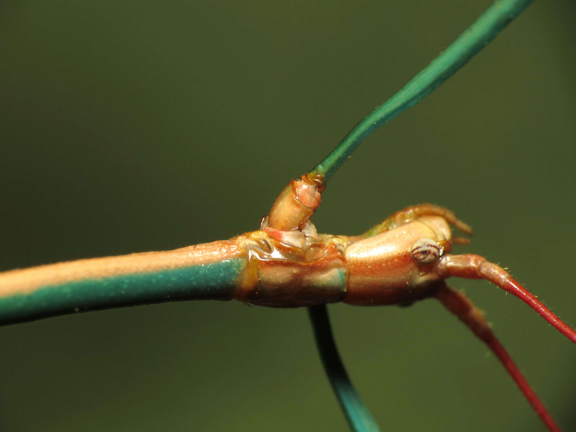 Diapheromera (Diapheromera) arizonensis Caudell 1903 resmi