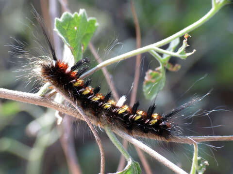 Image of Pudefacted Apatelodes Moth