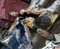 Image of Mexican Fireleg Tarantula