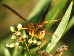 Image of Polistes flavus Cresson 1868