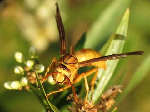 Слика од Polistes flavus Cresson 1868