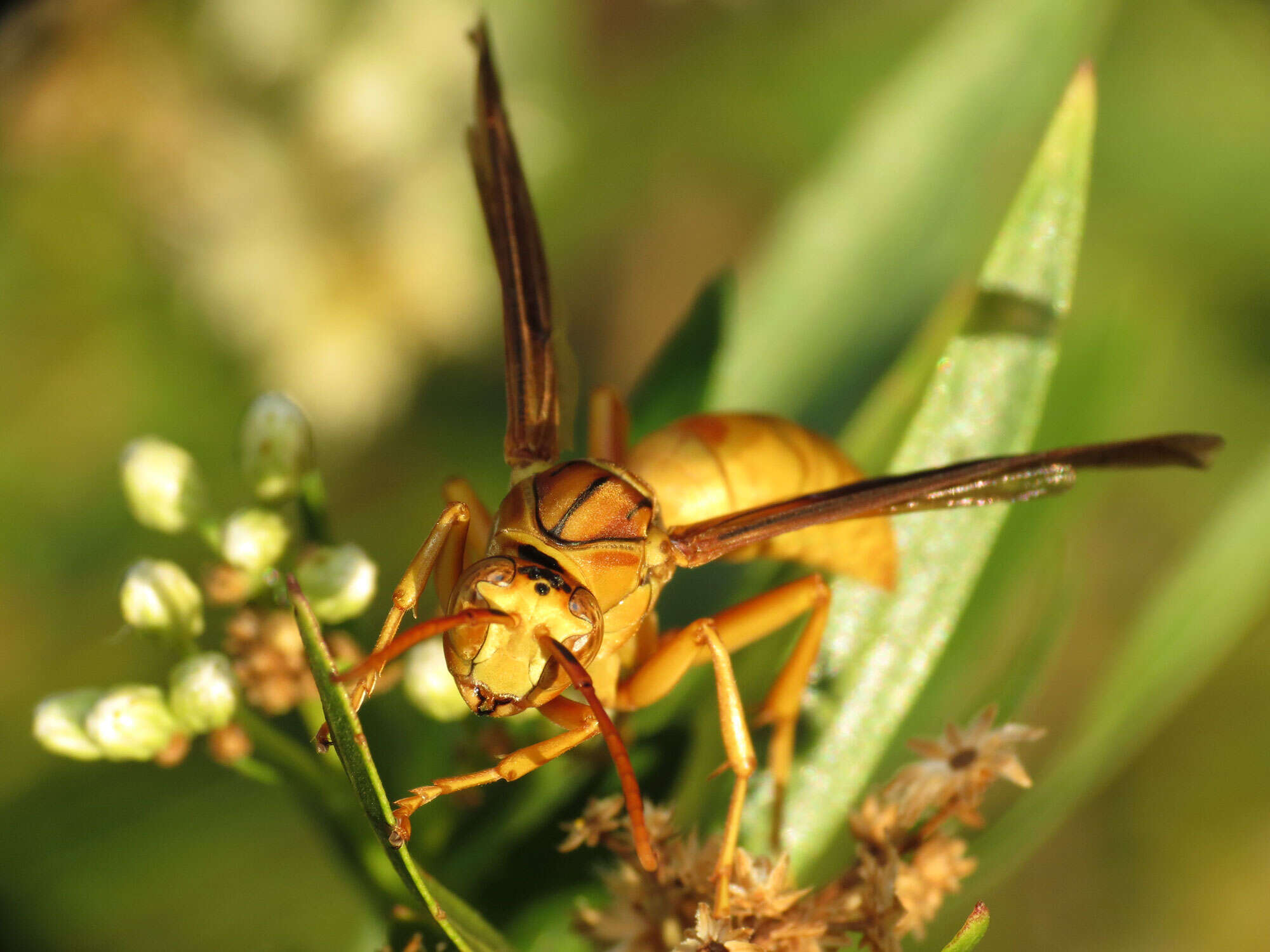 Image of Polistes flavus Cresson 1868