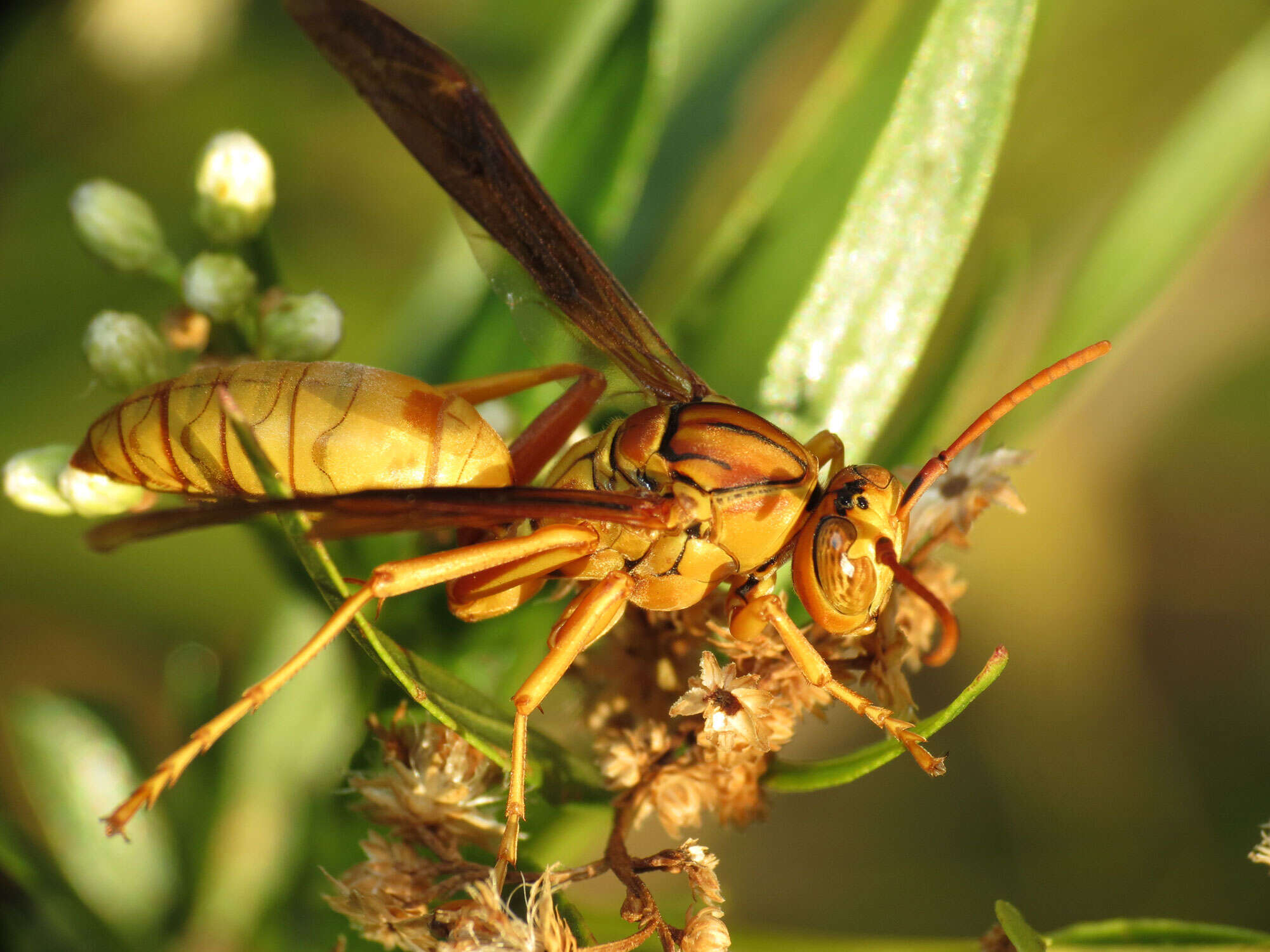 Слика од Polistes flavus Cresson 1868