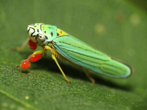 Image of Blue-Green Sharpshooter