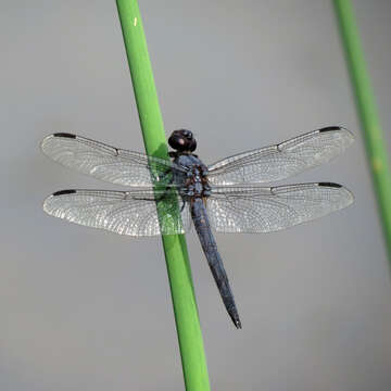 Libellula incesta Hagen 1861 resmi