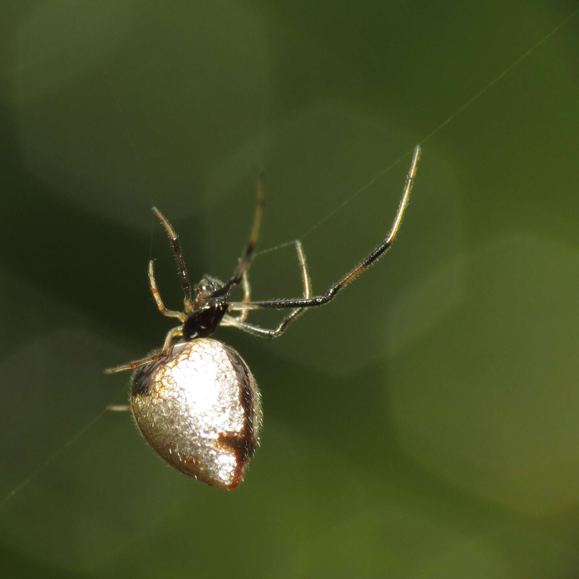 Image of Argyrodes elevatus Taczanowski 1873