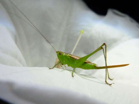 Image of Short-winged Meadow Katydid