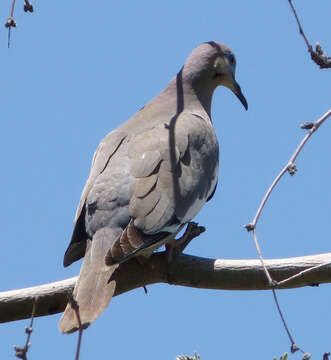 Image of White-winged Dove