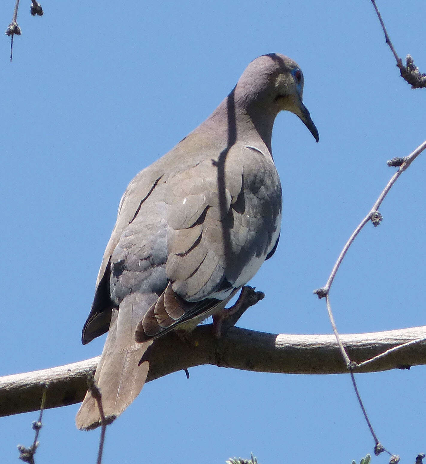 Image of White-winged Dove