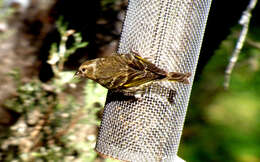 Image of Pine Siskin