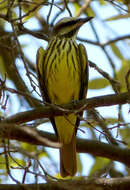 Image of Sulphur-bellied Flycatcher