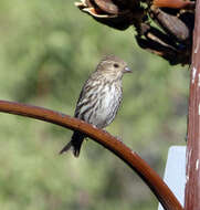 Image of Pine Siskin