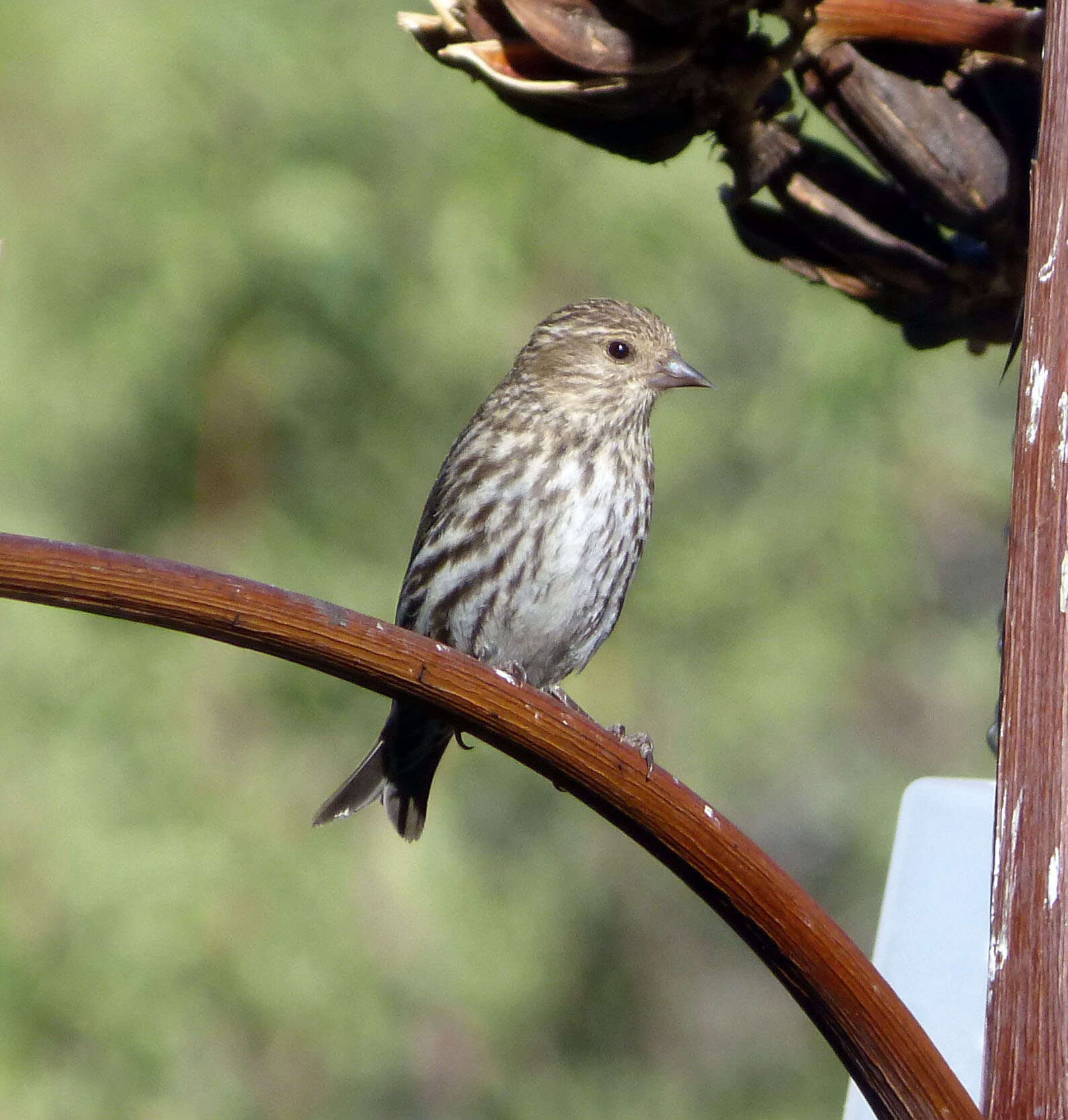 Image of Pine Siskin