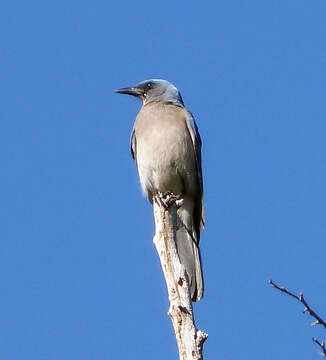 Image of Mexican Jay