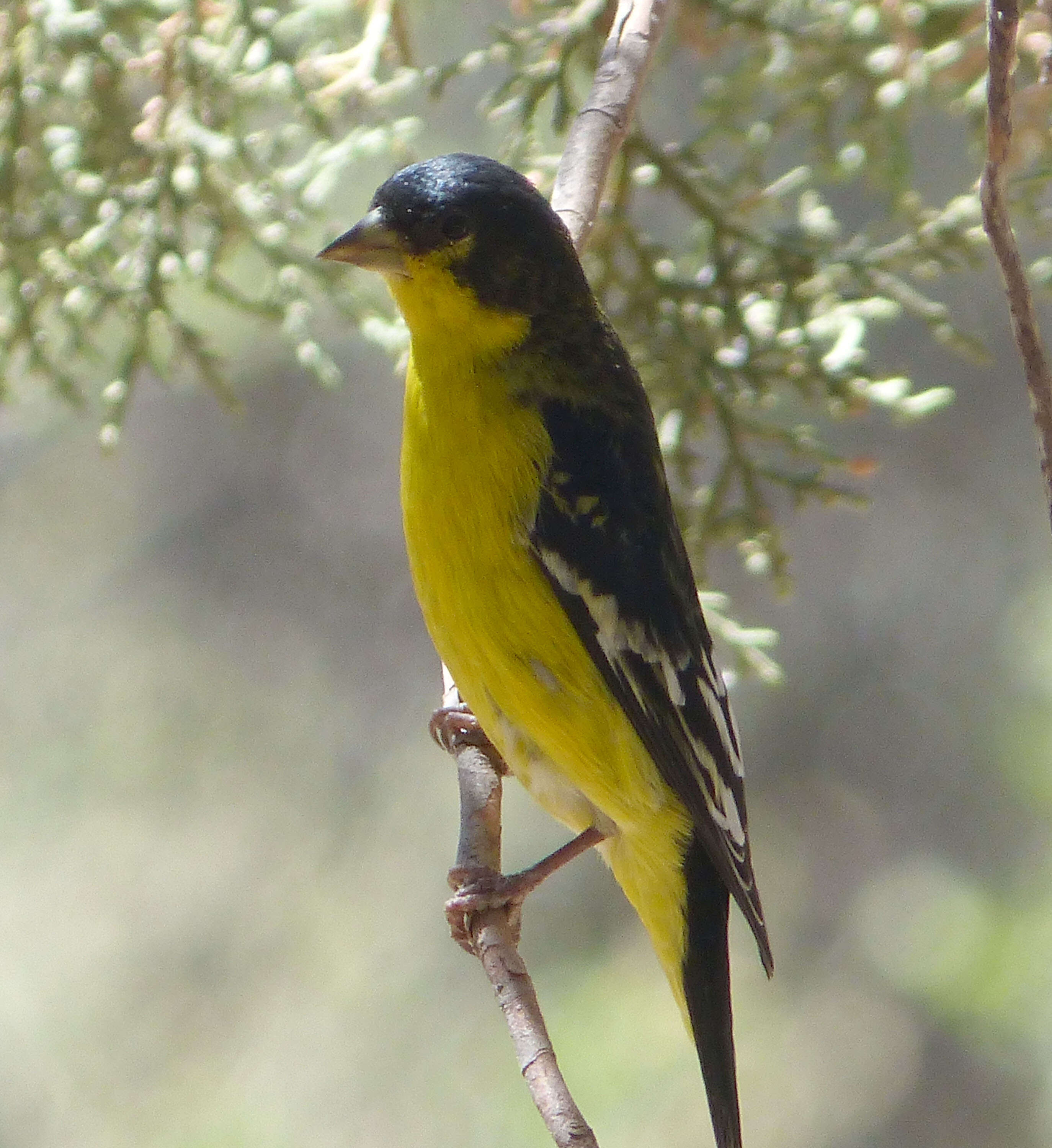 Image of Lesser Goldfinch