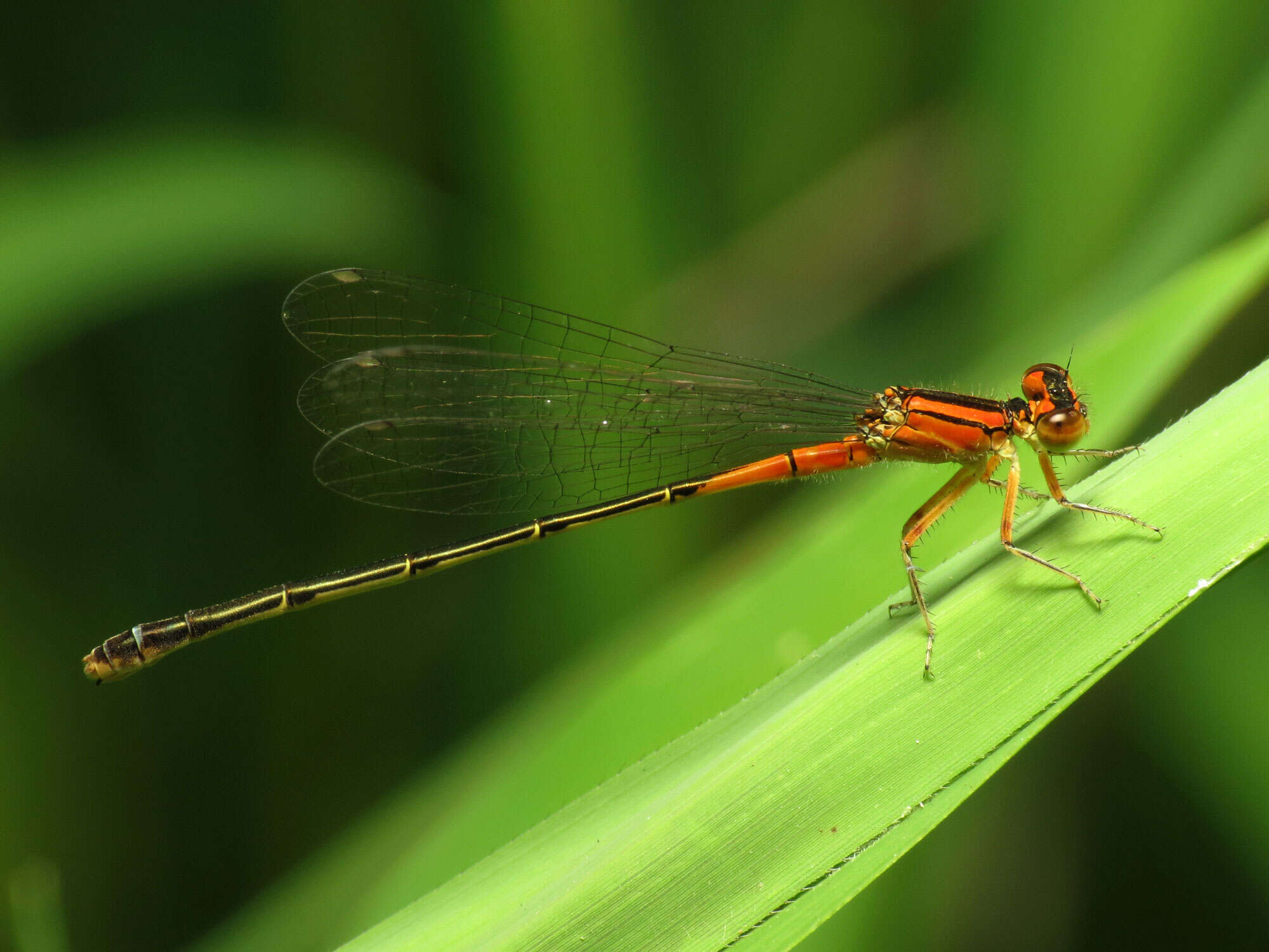 Image of Eastern Forktail