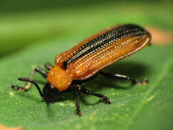 Image of Locust Leaf Miner