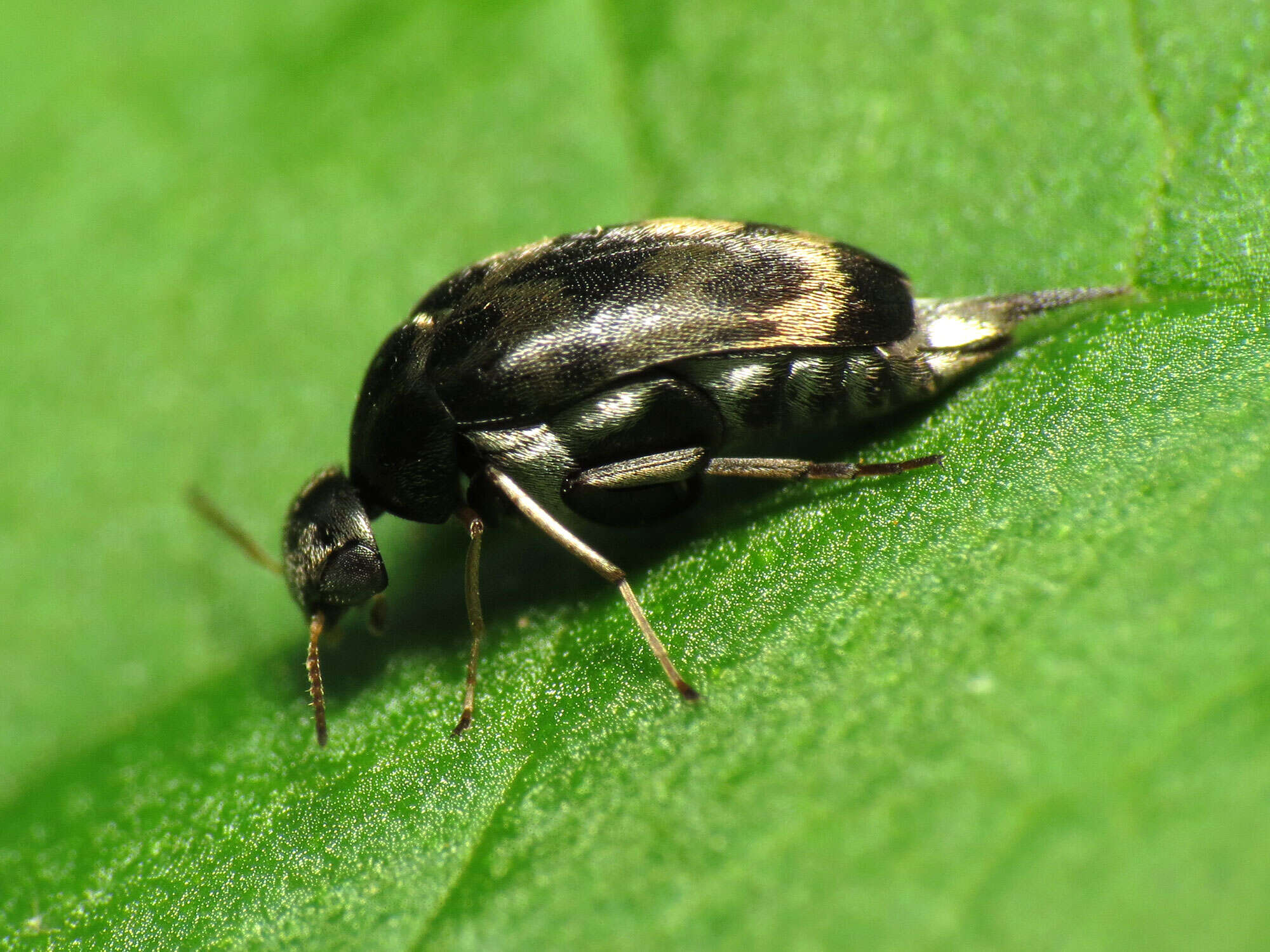 Image of Paramordellaria triloba (Say 1824)