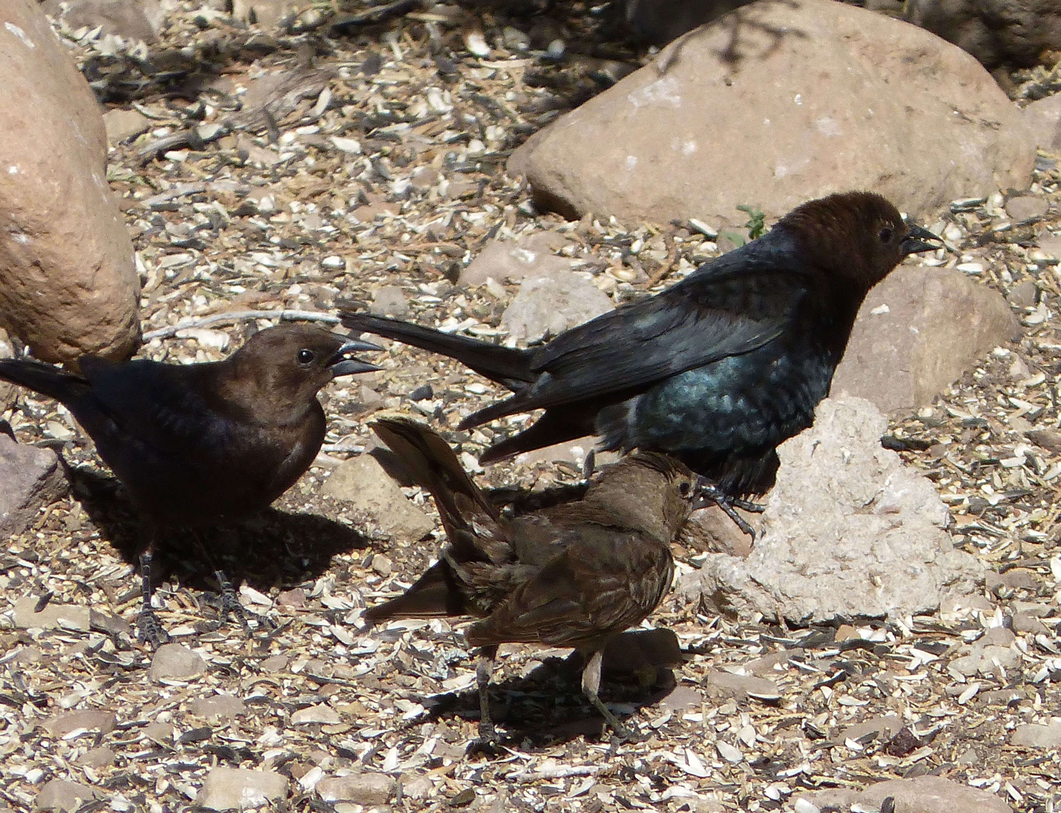 Image of Brown-headed Cowbird