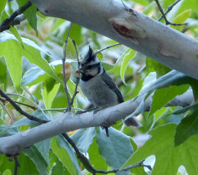 Image de Mésange arlequin