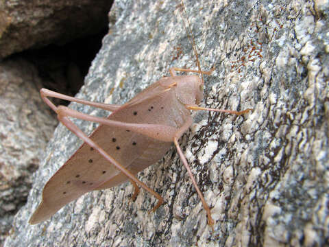 Image of Big Bend False Katydid