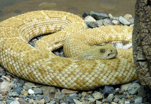 Image of Western Diamond-backed Rattlesnake