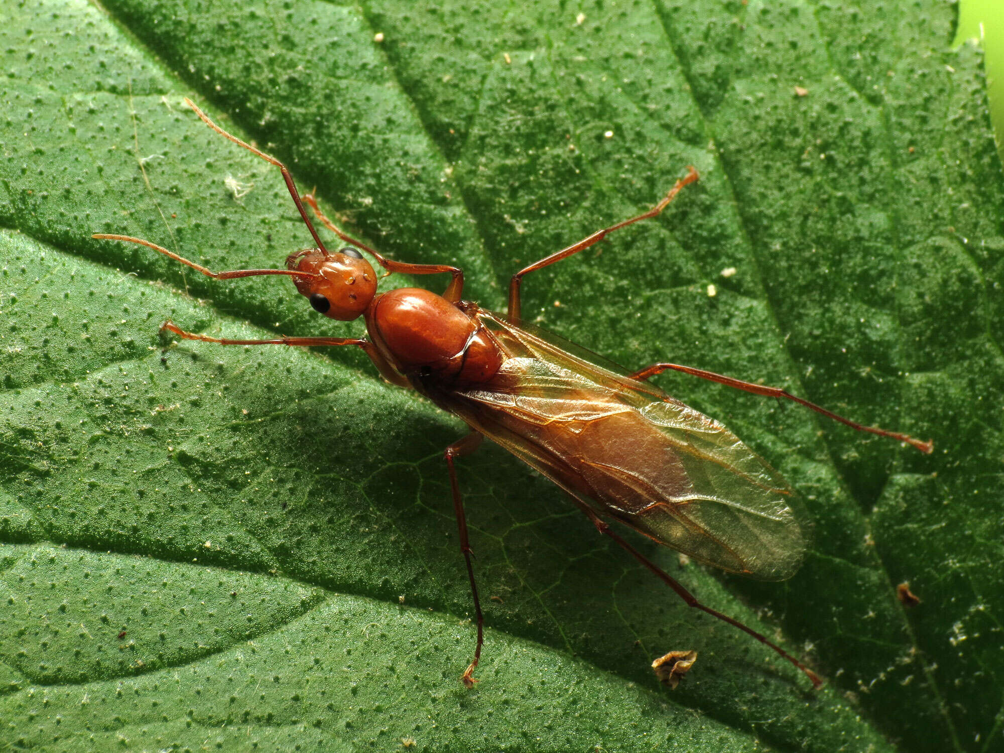 Image of Camponotus castaneus (Latreille 1802)