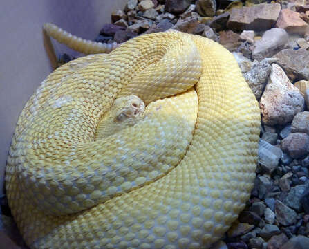 Image of Western Diamond-backed Rattlesnake