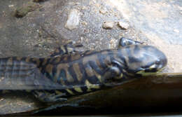 Image of Barred Tiger Salamander