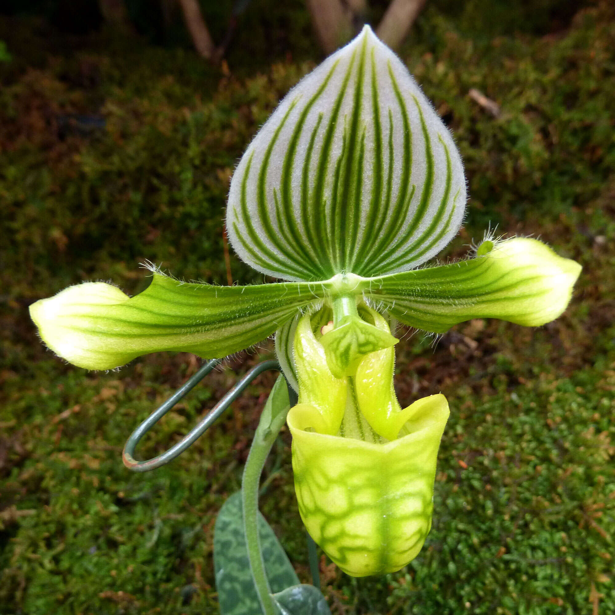 Sivun Paphiopedilum venustum (Wall. ex Sims) Pfitzer kuva