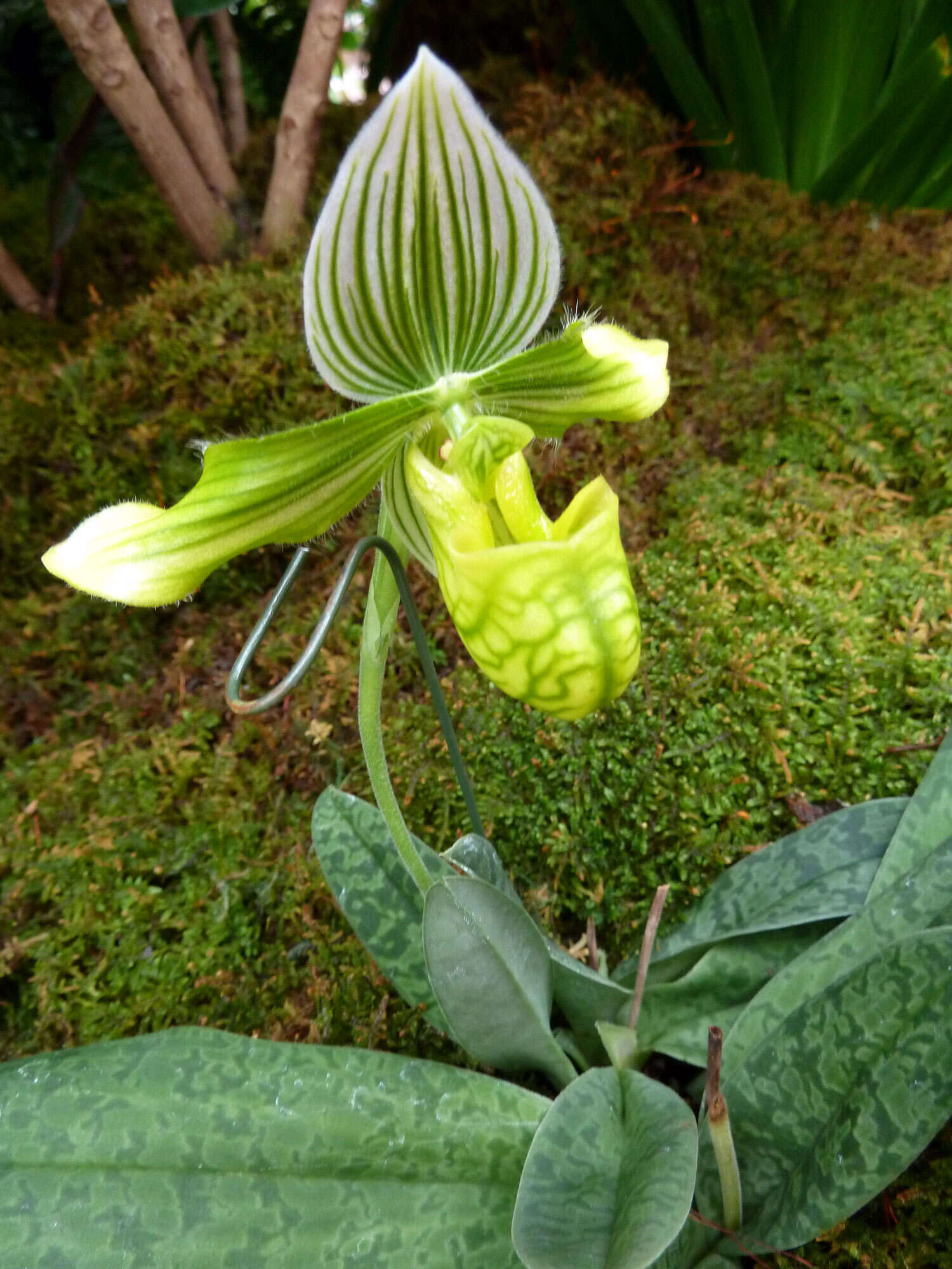 Sivun Paphiopedilum venustum (Wall. ex Sims) Pfitzer kuva