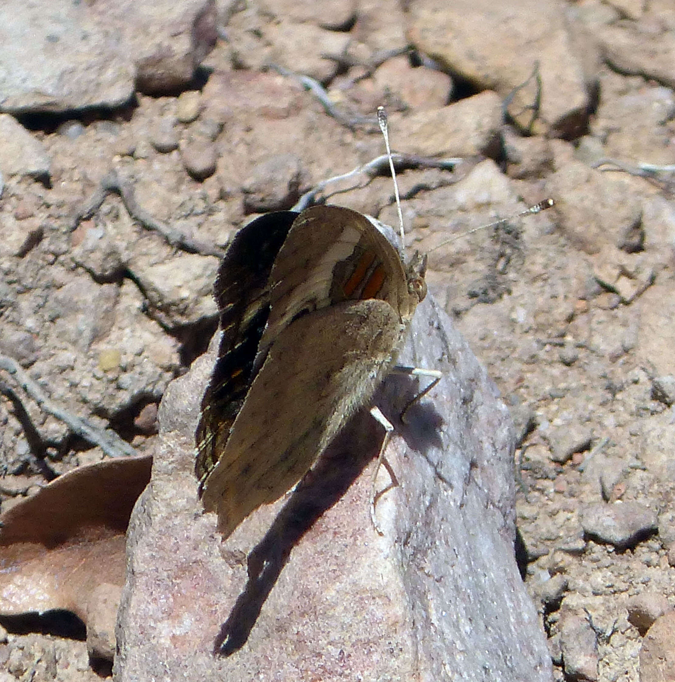 Image of Common buckeye