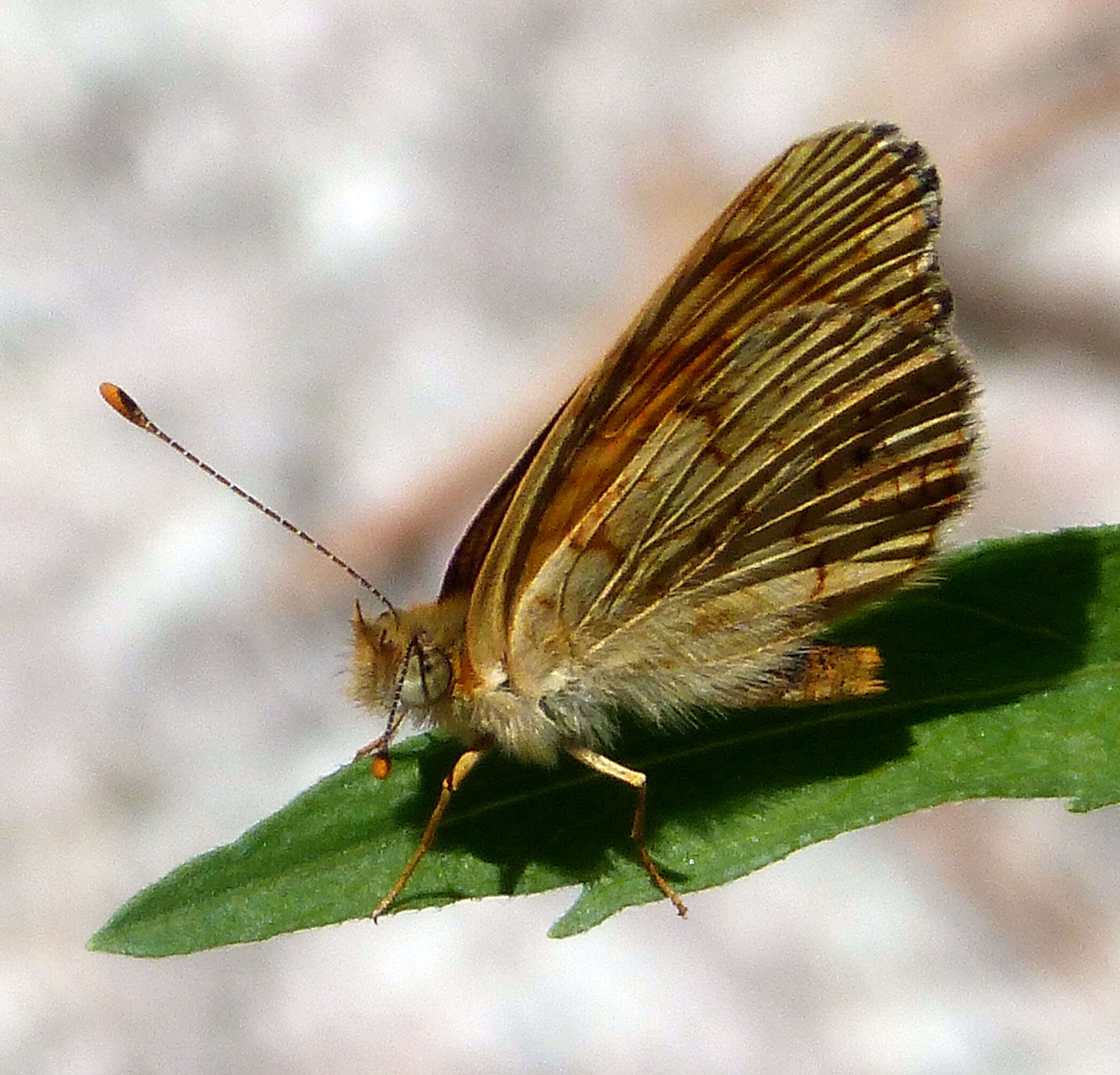 Image of Phyciodes mylitta