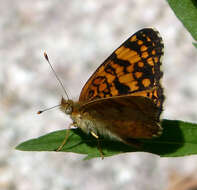 Image of Phyciodes mylitta