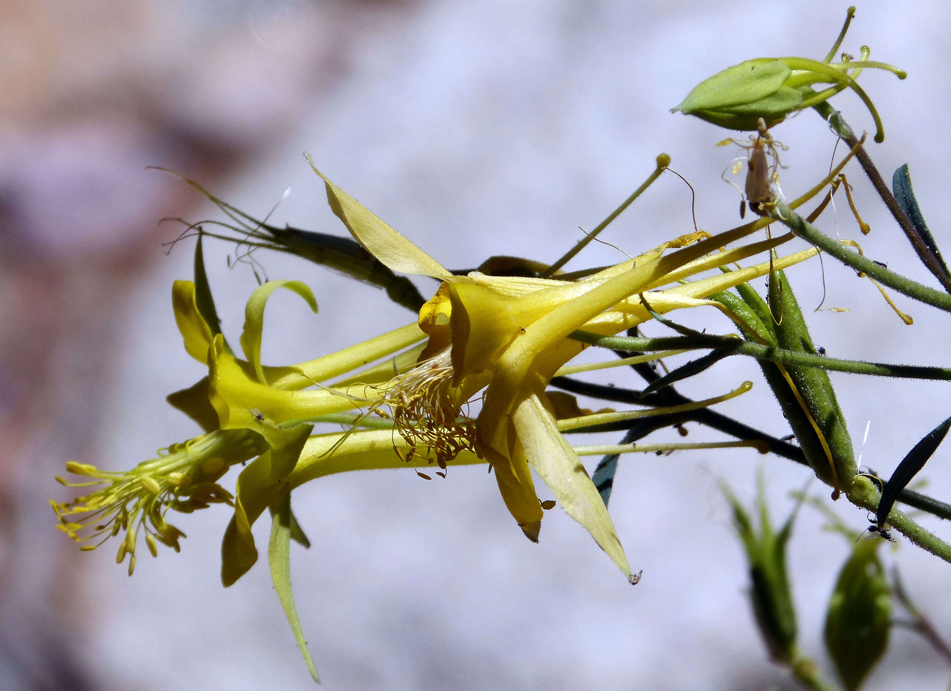 Image of longspur columbine