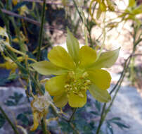 Image of longspur columbine