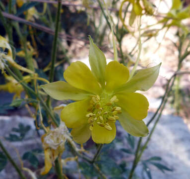 Image of longspur columbine