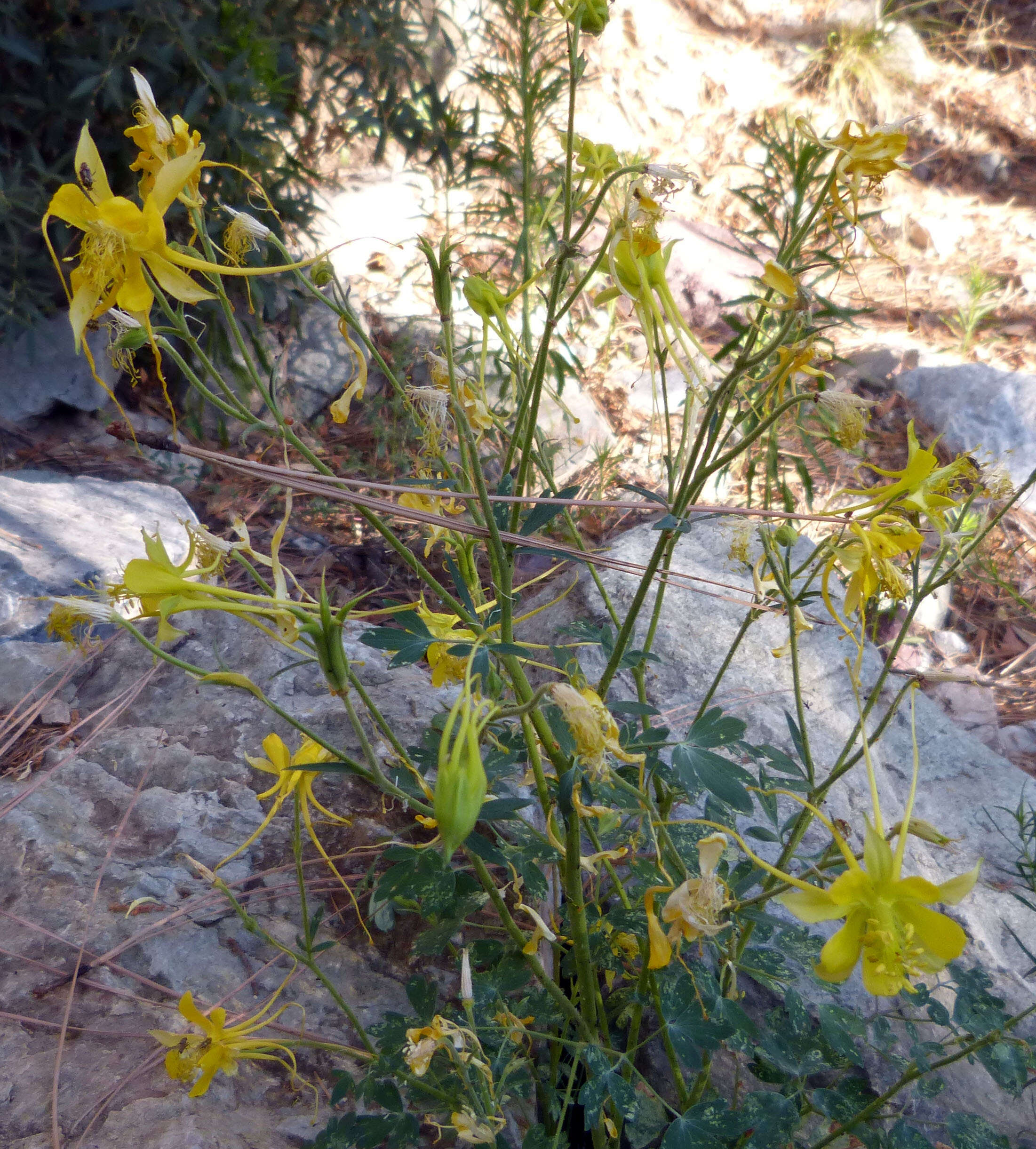 Image of longspur columbine