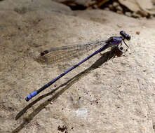 Image of Lavender Dancer