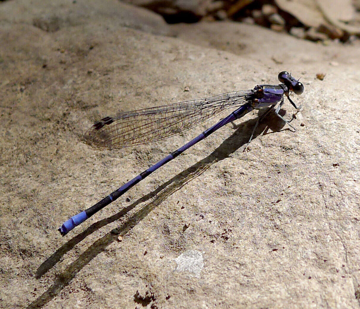 Image of Lavender Dancer