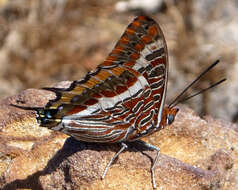 Image of Two-tailed Pasha