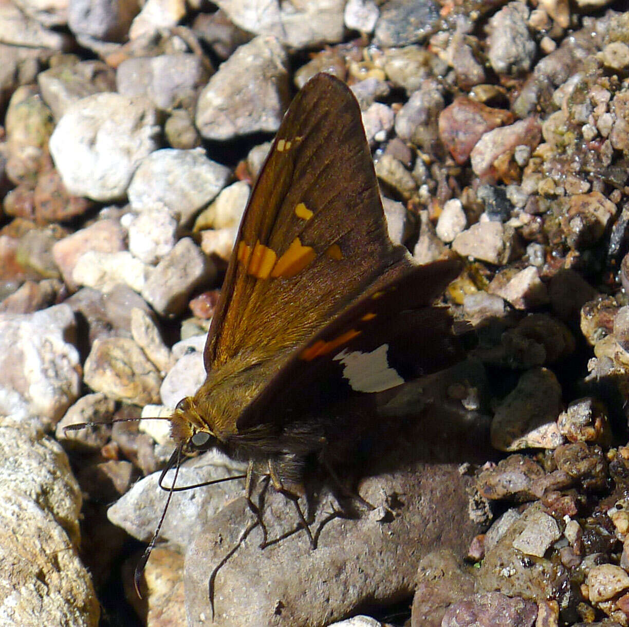 Image of Silver-spotted Skipper