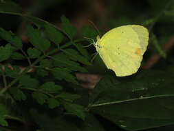 Image of Mimosa Yellow