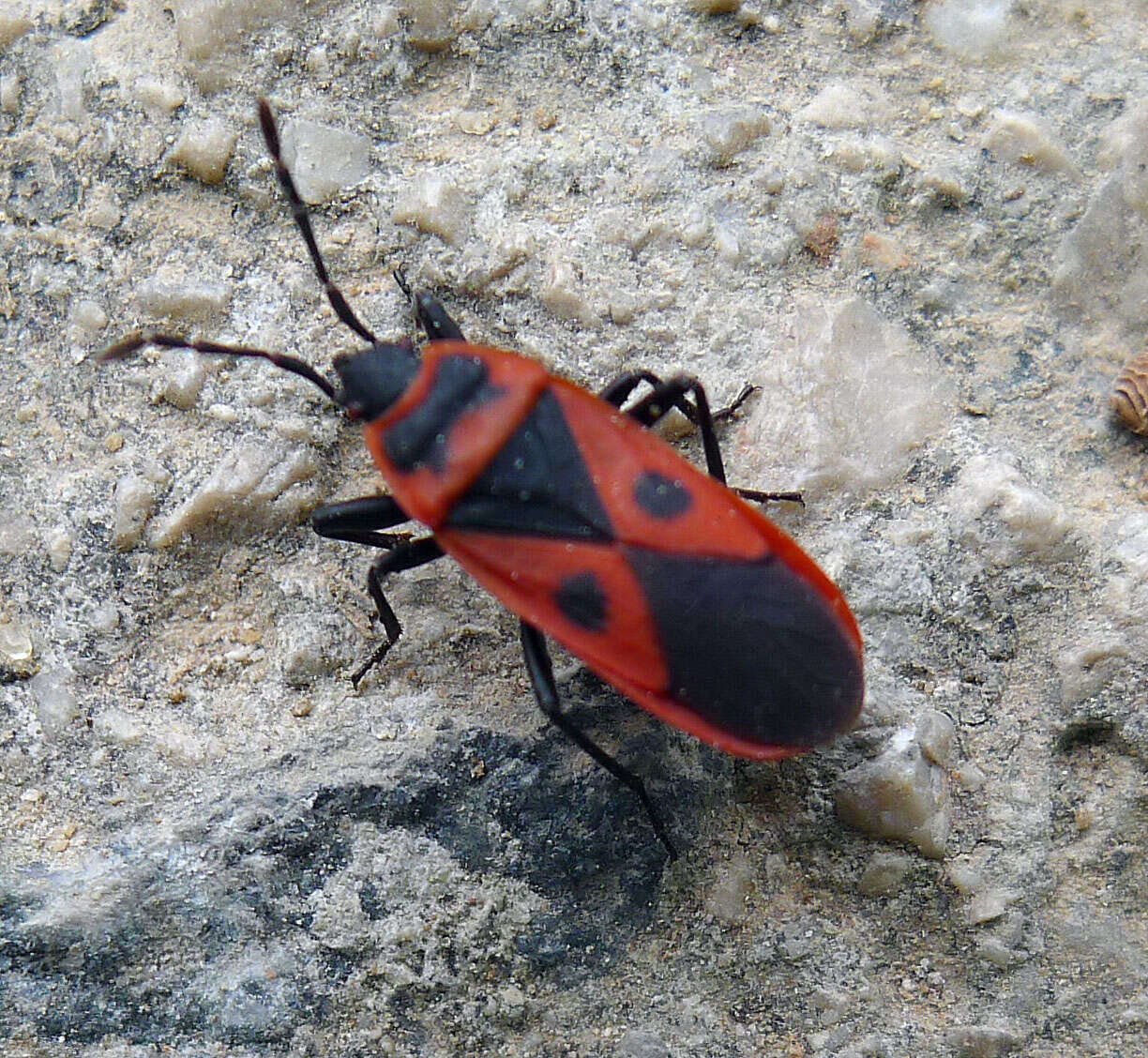 Image of Red bug