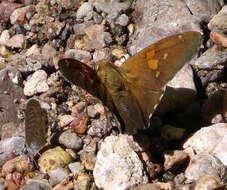 Image of Silver-spotted Skipper